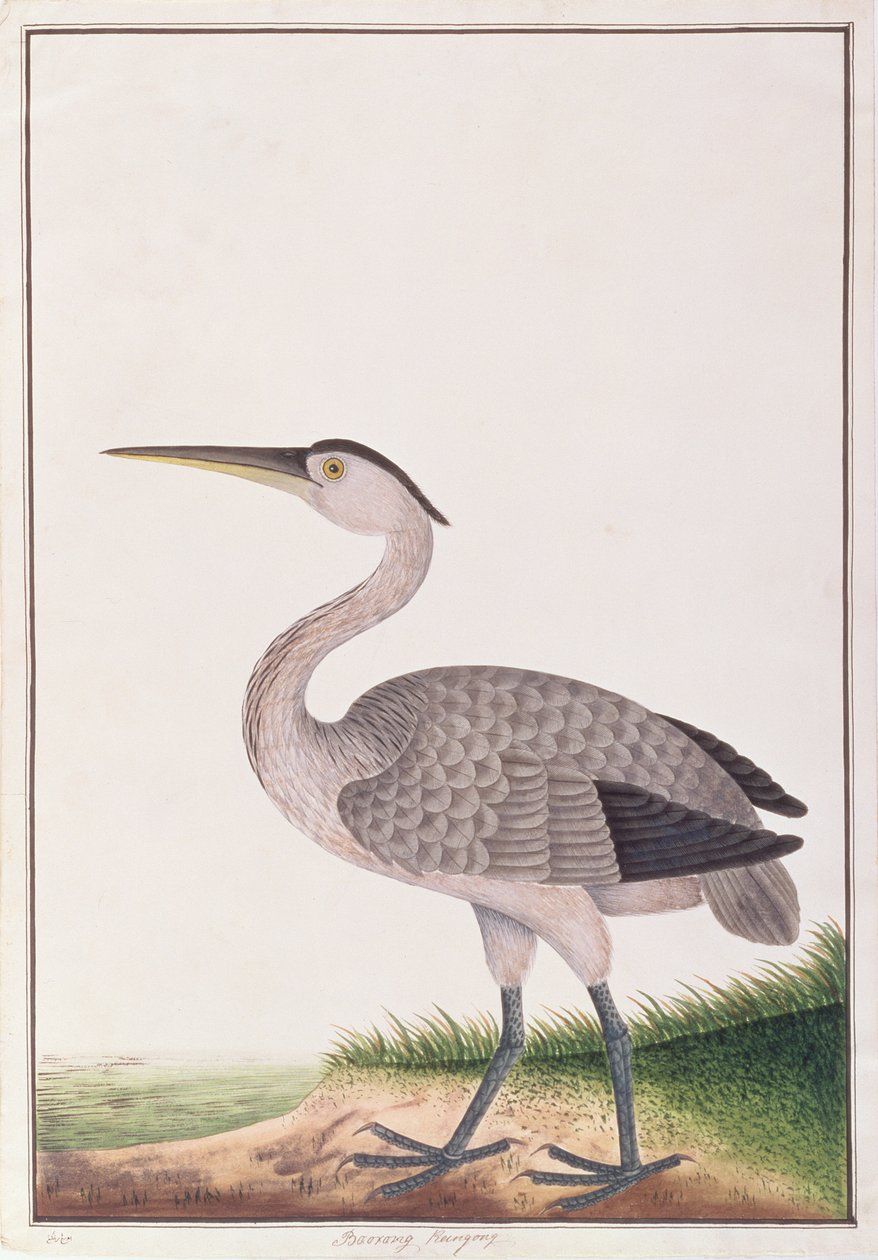 苍鹭，来自马六甲的鸟类图画，c.1805-18（纸上写着） 作者 中文学校