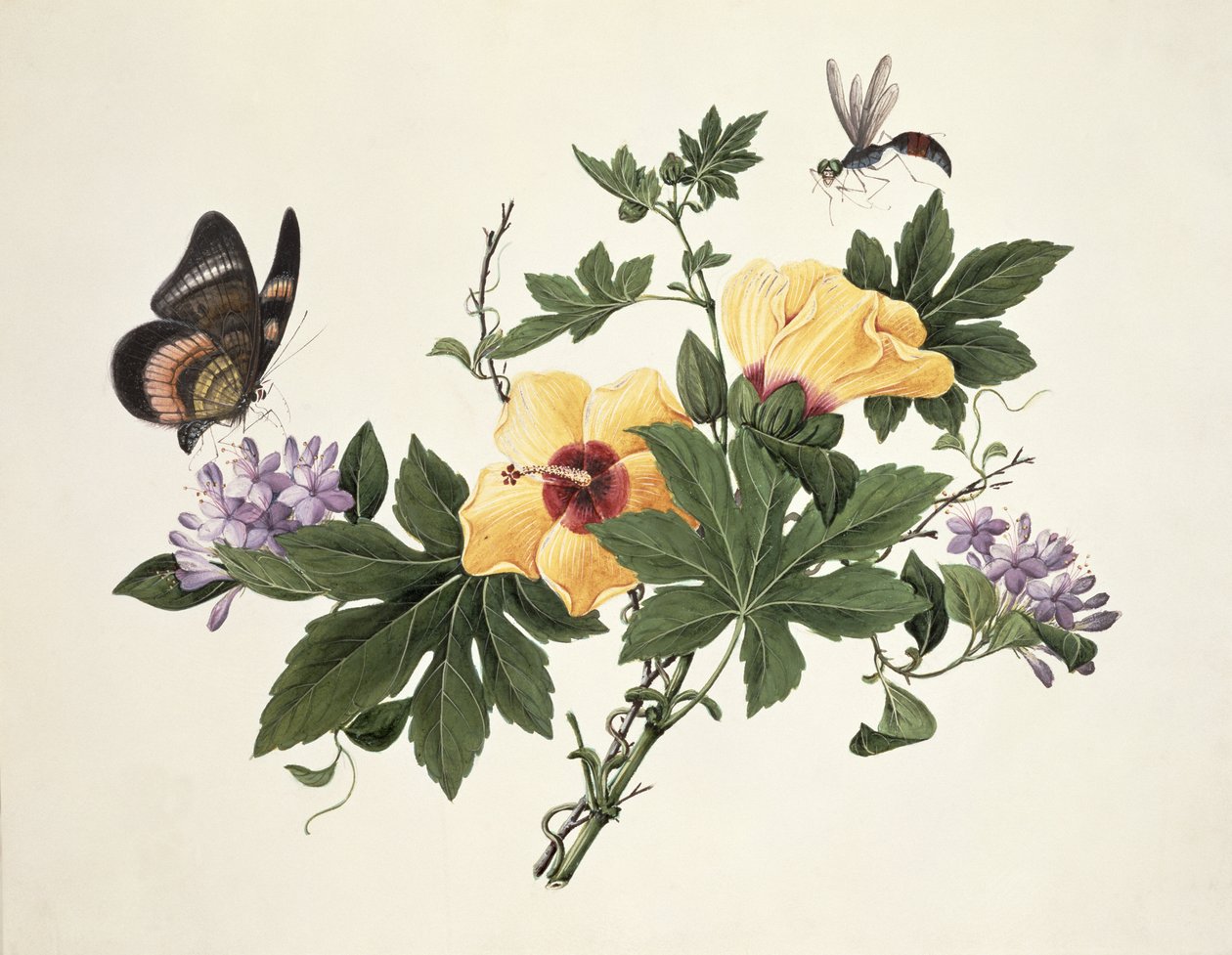 芙蓉和蝴蝶 作者 中文学校