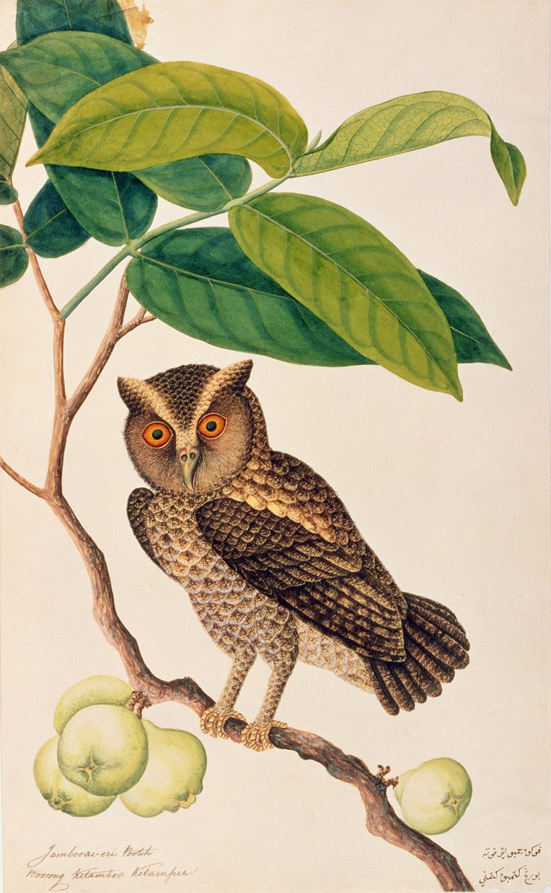 Jambooai-eri Pootih，Boorong Ketamboo Ketampin，来自马六甲的鸟类画，c.1805-18（纸上写着） 作者 中文学校