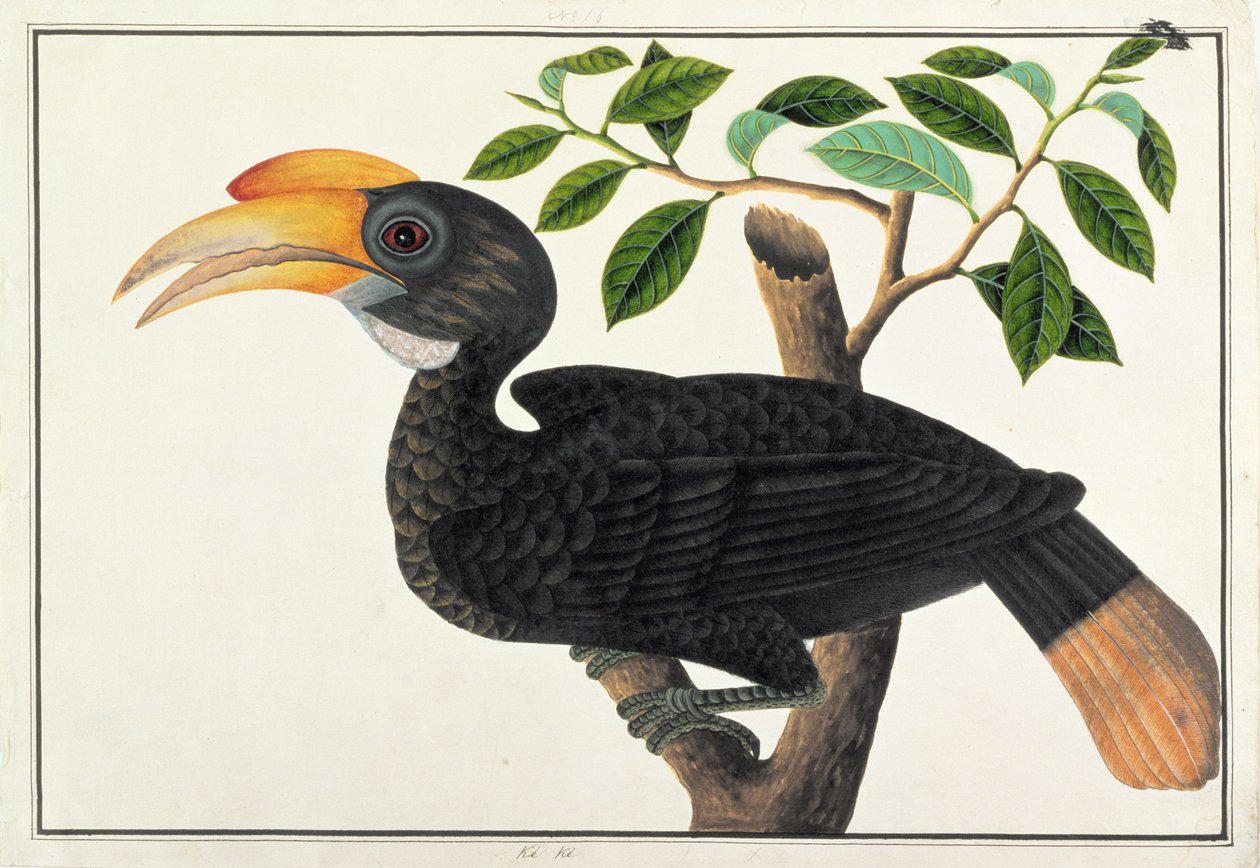 Ke ke，来自马六甲的鸟类画，c.1805-18（纸上写着） 作者 中文学校