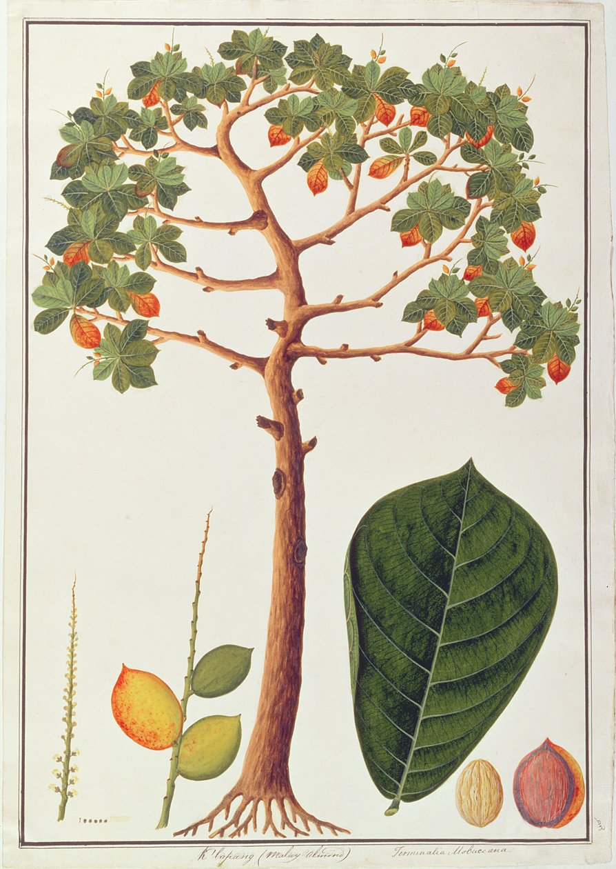 Klapang Terminalia Molucana或马来杏仁，来自马六甲的植物图纸，c.1805-18（纸上写着） 作者 中文学校