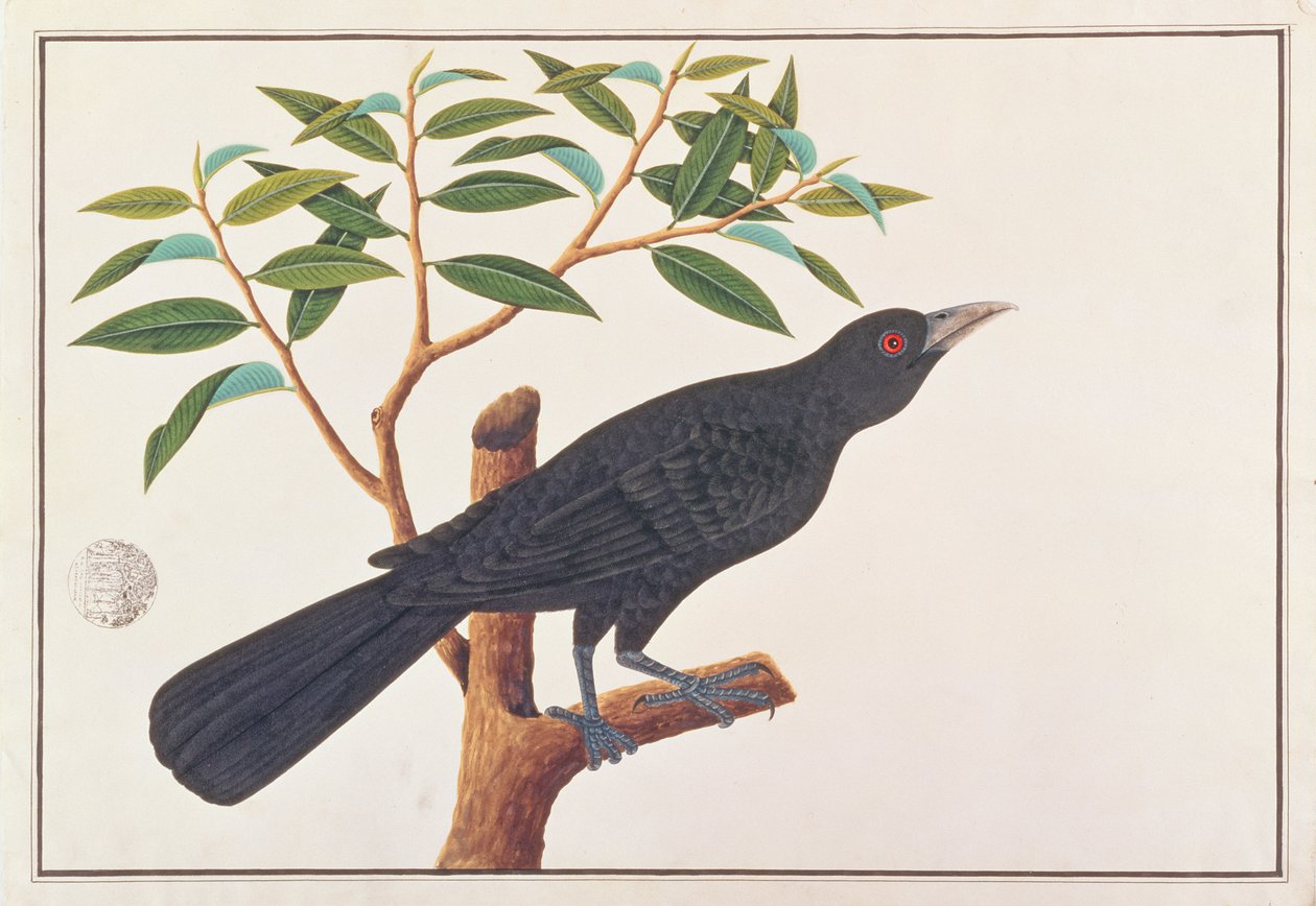 Koel，来自马六甲的鸟类画，c.1805-18（纸上写着） 作者 中文学校