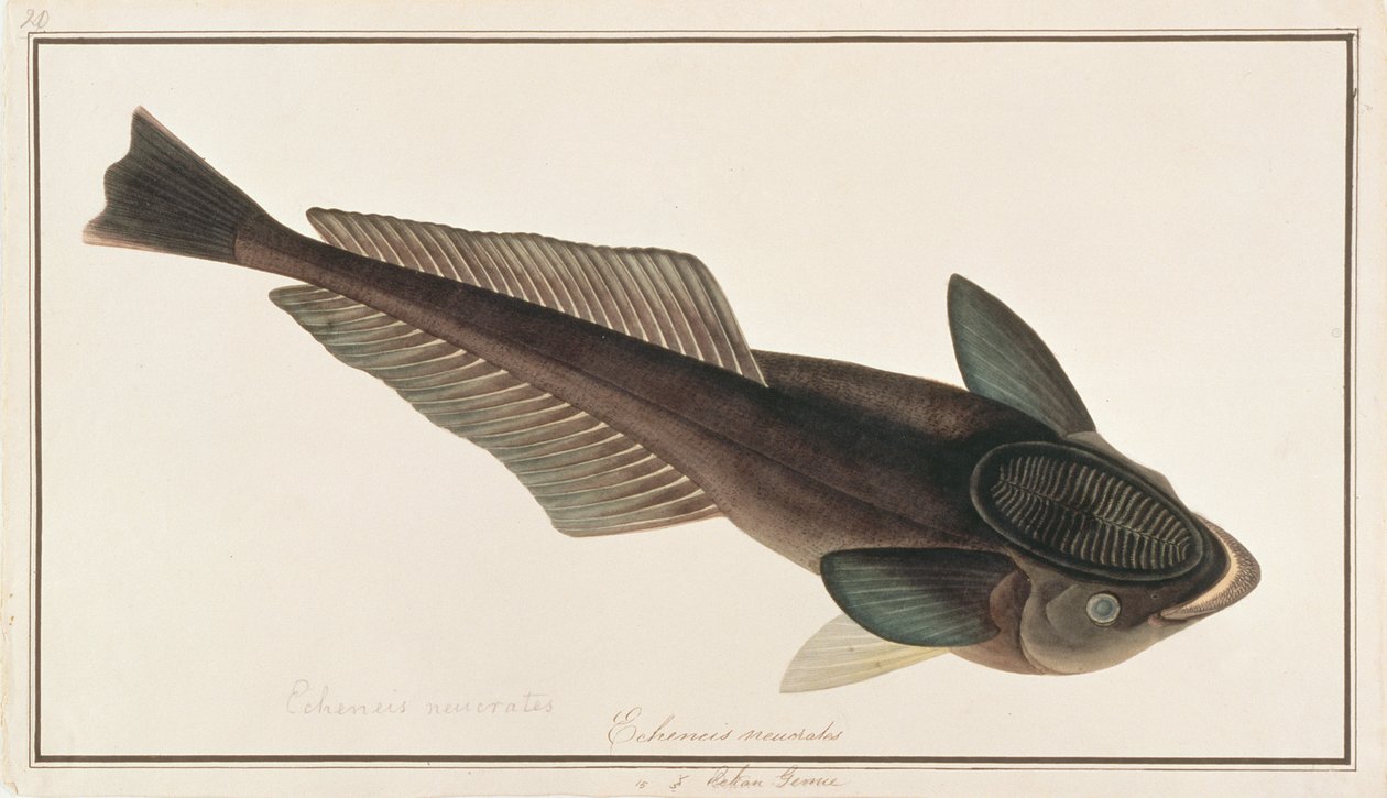 活的Sharksucker，来自马六甲的鱼画，c.1805-18（纸上写着） 作者 中文学校