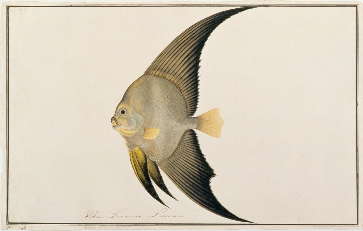 长鳍蝙蝠鱼，来自马六甲的鱼类图画，c.1805-18（纸上写着） 作者 中文学校