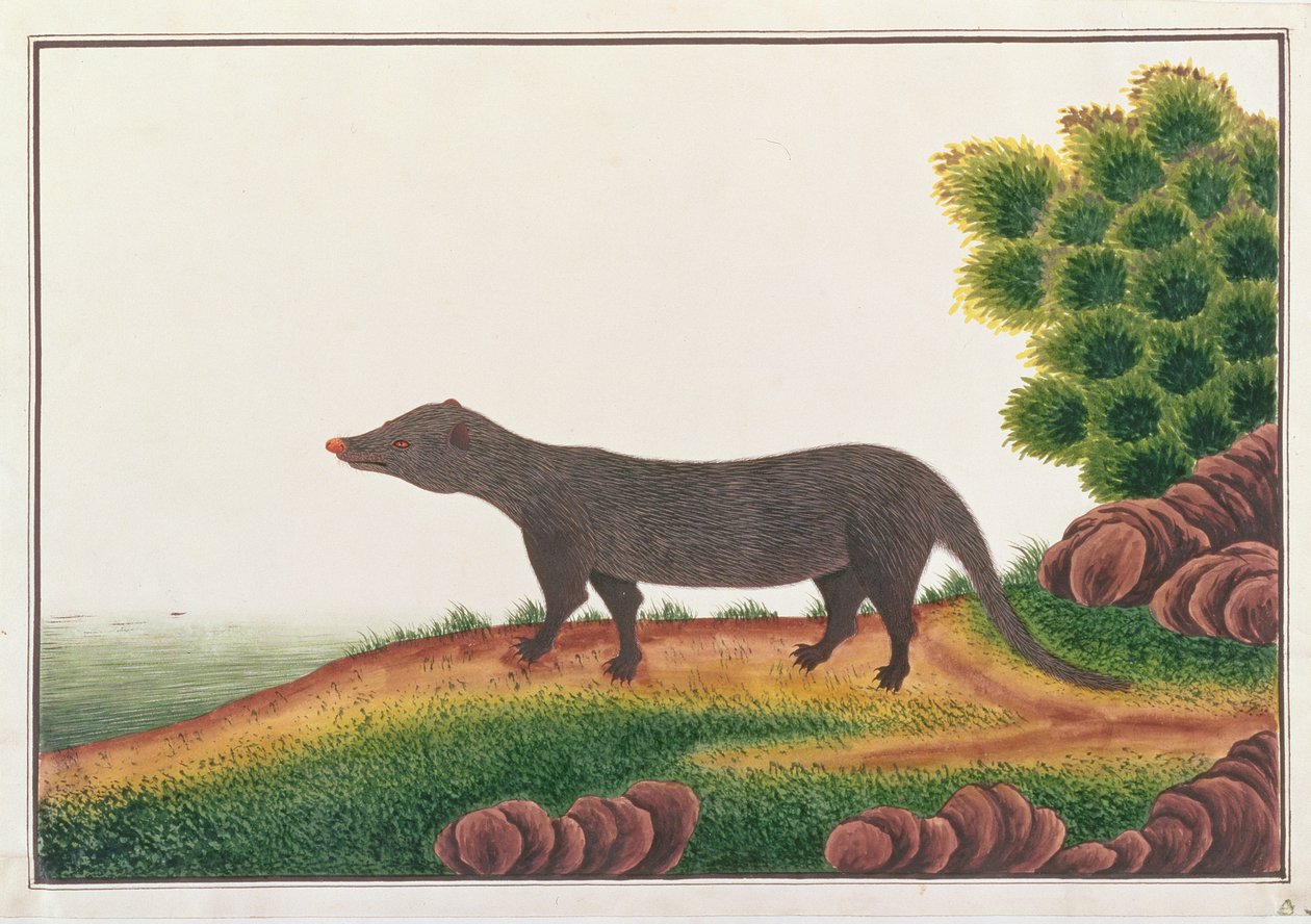 猫鼬，来自马六甲的动物图画，昆虫和爬行动物，c.1805-18（纸上水粉和纸） 作者 中文学校