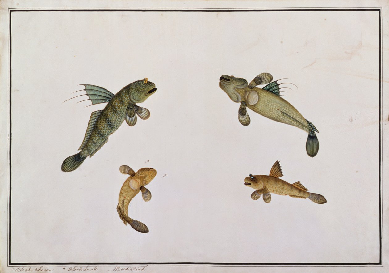 Mud Fish，Bloodo chiena，Bloodo La-ore，来自马六甲的鱼类图画，c.1805-18（纸上写着） 作者 中文学校