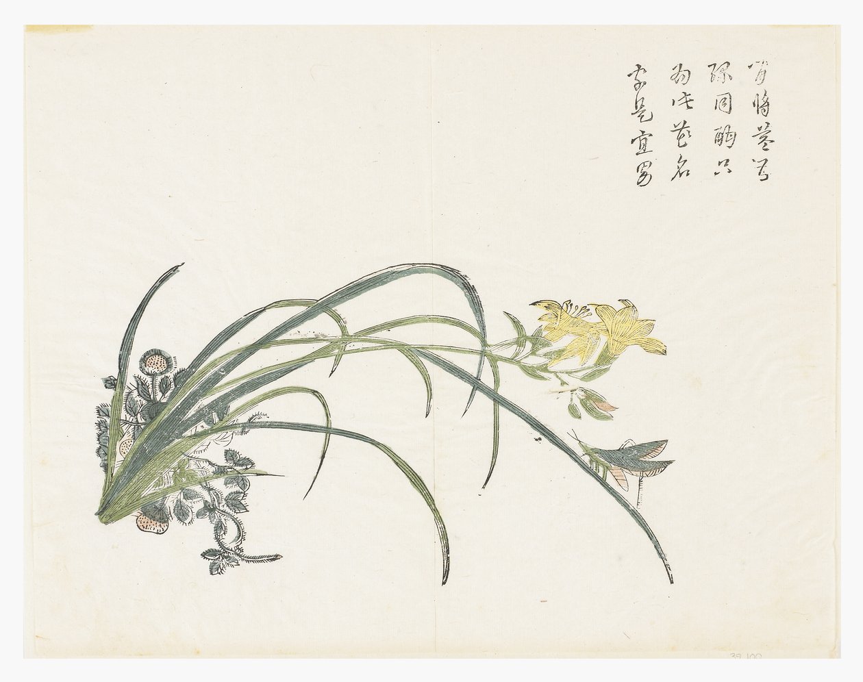 芥菜园 作者 中文学校