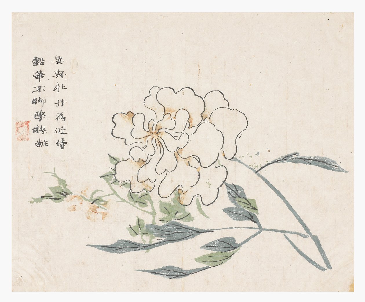 芥菜园 作者 中文学校
