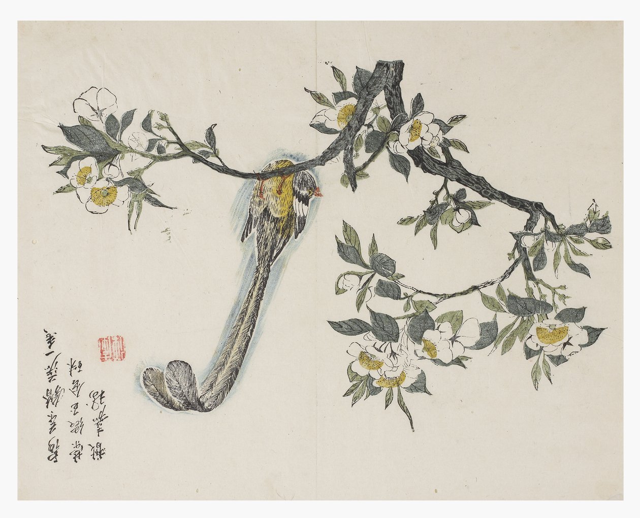芥菜园 作者 中文学校