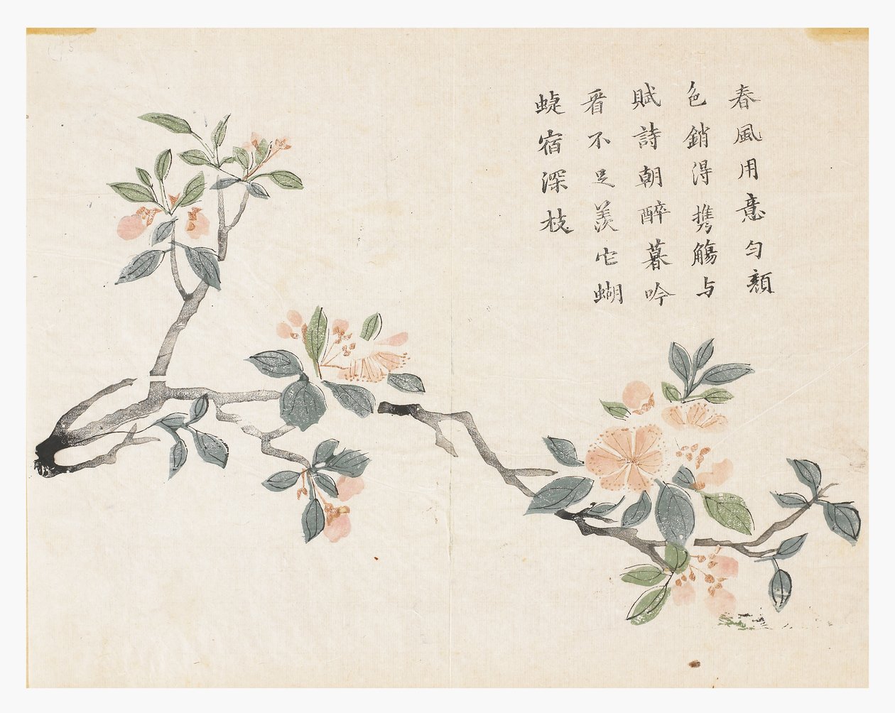 芥菜园 作者 中文学校