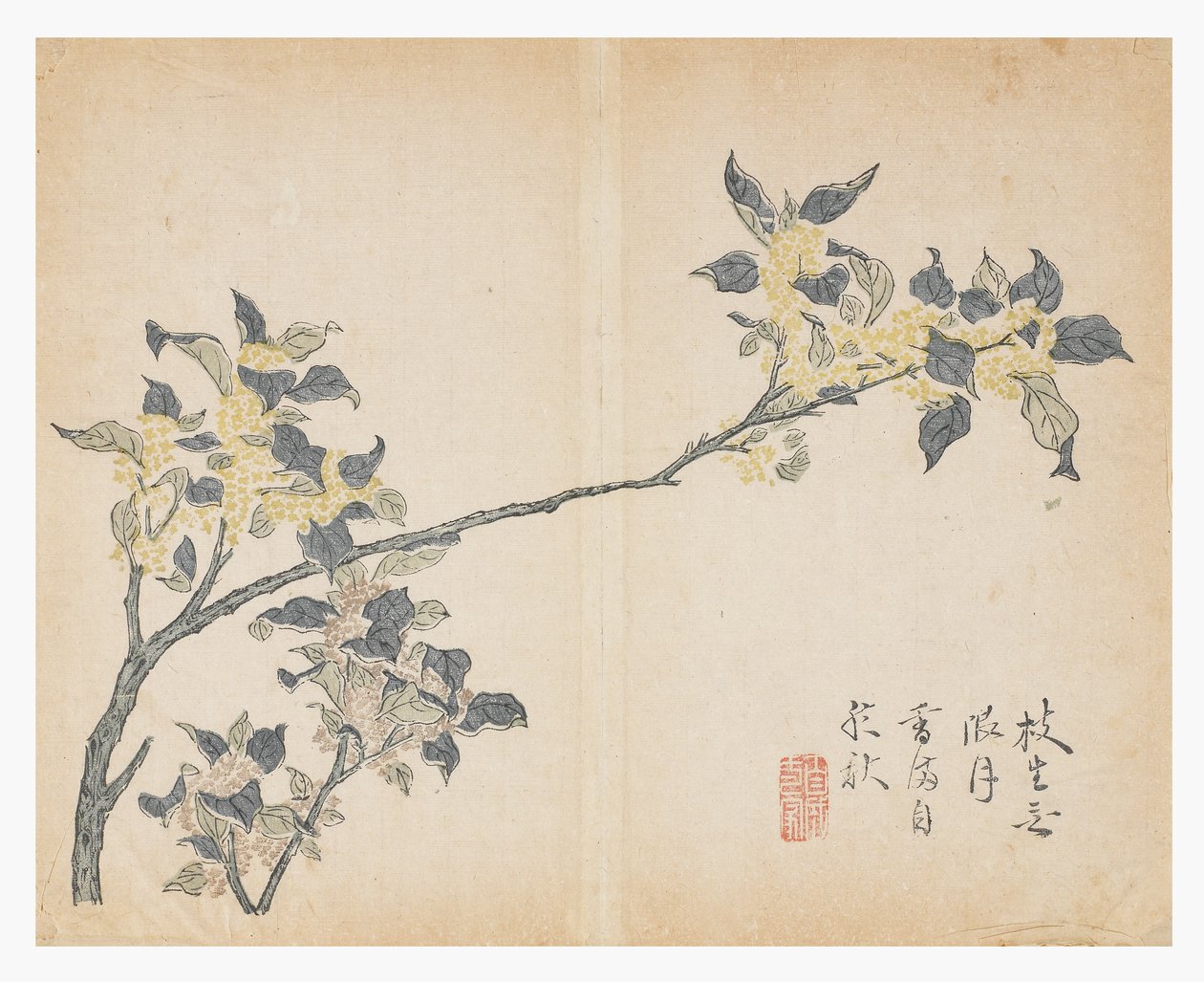 芥菜园 作者 中文学校