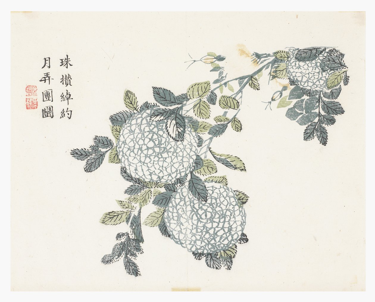 芥菜园 作者 中文学校