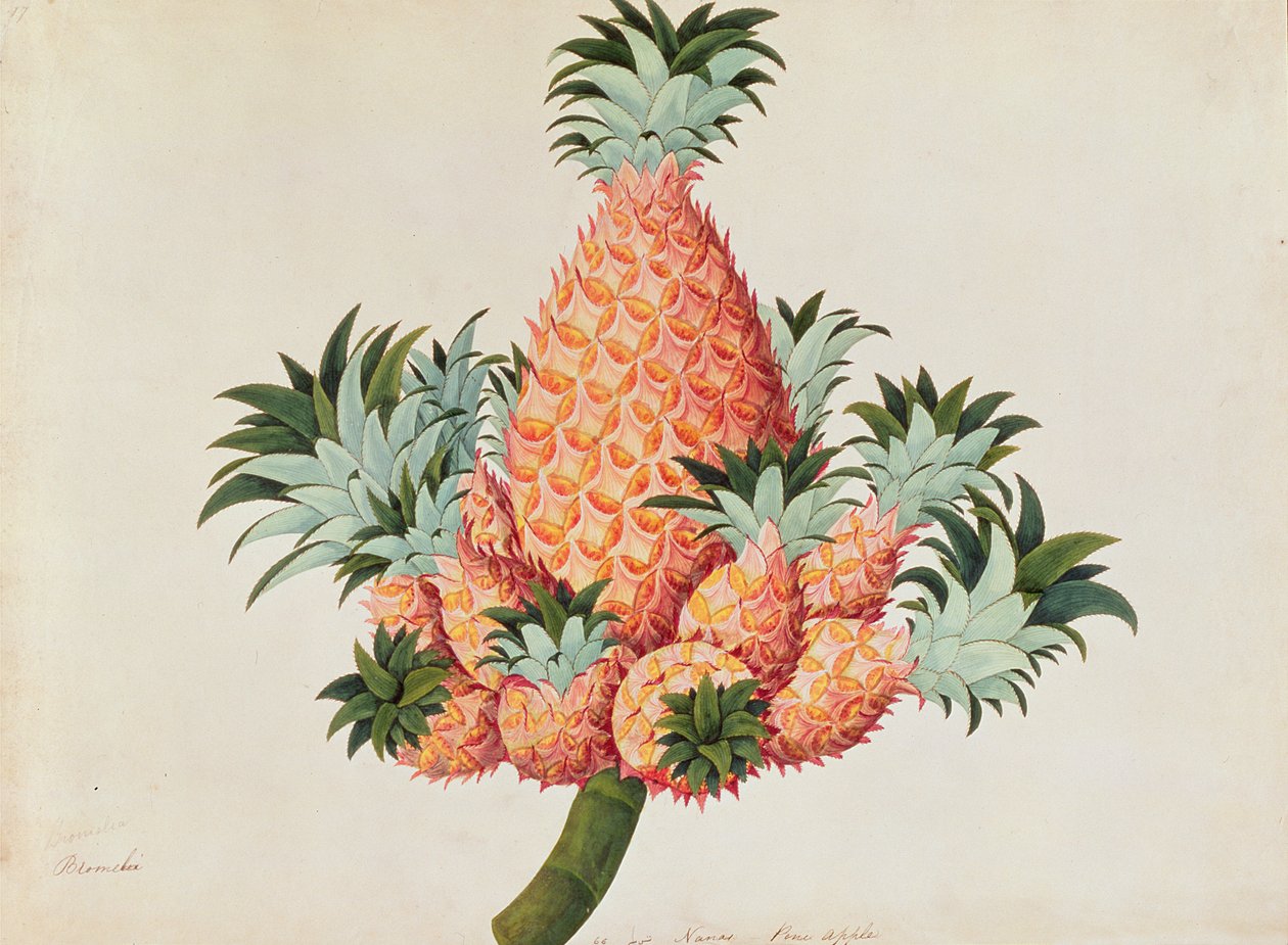 Nanas或菠萝，来自马六甲的植物图纸，c.1805-18（纸上写着） 作者 中文学校