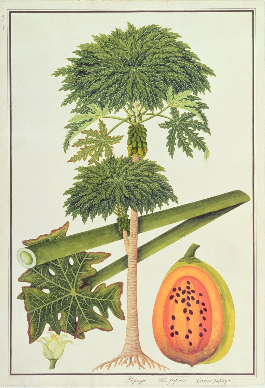 木瓜，巴布或木瓜木瓜，来自马六甲的植物图，c.1805-18（纸上写着） 作者 中文学校