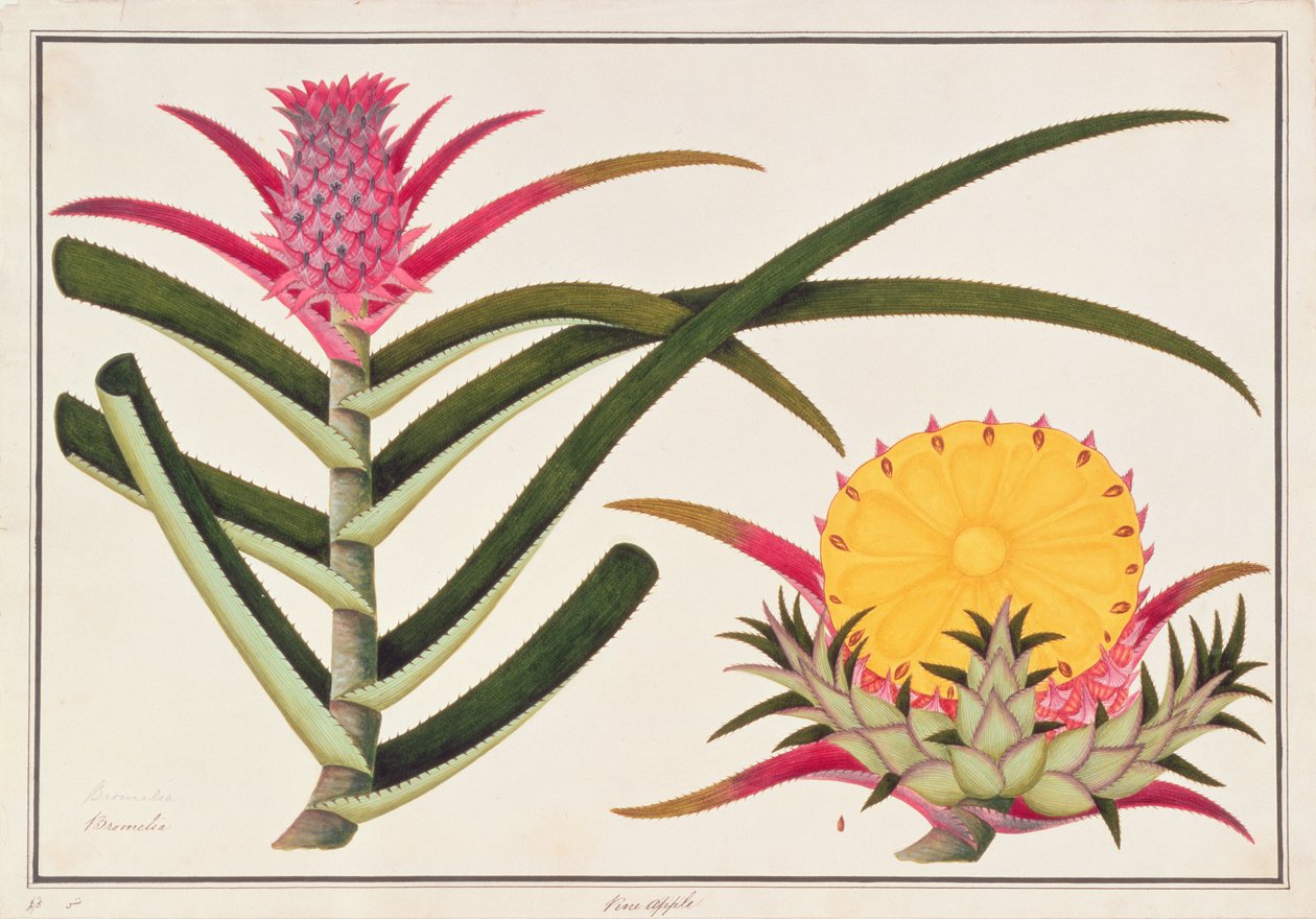 菠萝或凤梨，来自马六甲的植物图，c.1805-18（纸上wc） 作者 中文学校