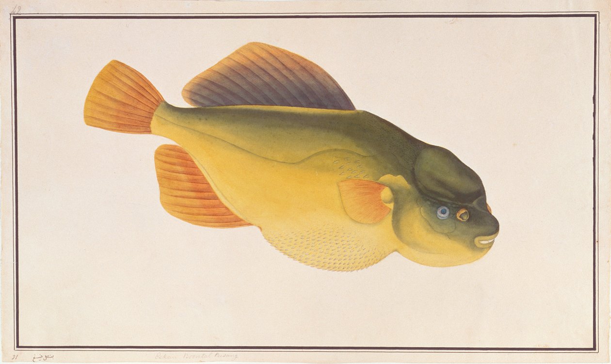 Putterfish，来自马六甲的鱼的图纸，c.1805-18（纸上的wc） 作者 中文学校