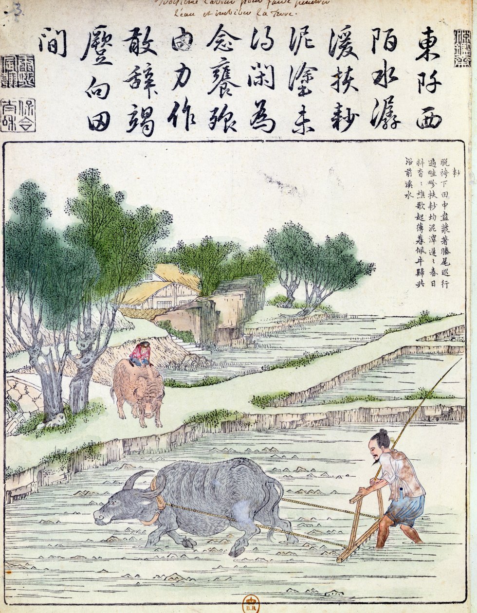 中国水稻种植 作者 中文学校