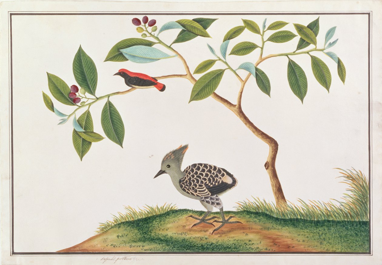 猩红色的Flowerpecker与灰貂啄木鸟，来自马六甲的鸟类图纸，c.1805-18（纸上wc） 作者 中文学校