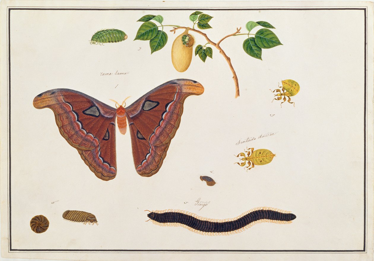 六种节肢动物，来自马六甲的动物，昆虫和爬行动物的图画，c.1805-18（纸上的水粉和水粉） 作者 中文学校