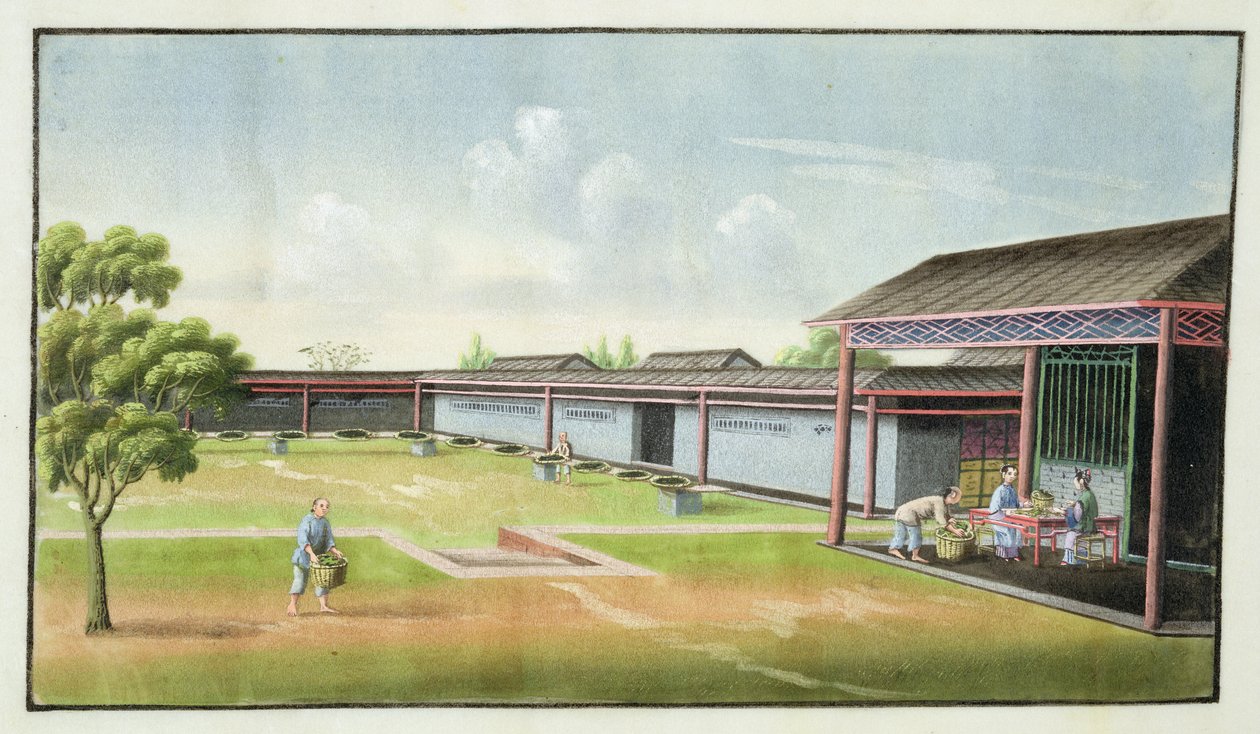将小叶子分拣干燥（纸上wc） 作者 中文学校