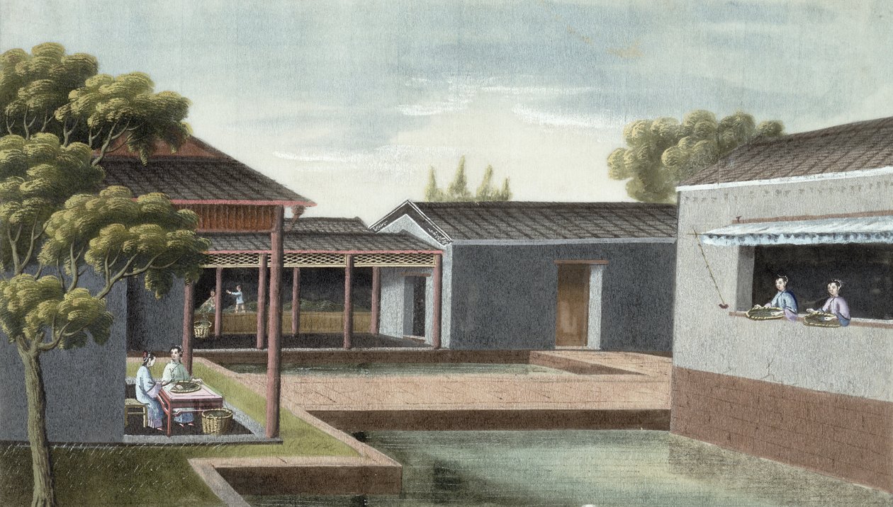 茶叶分类（纸上wc） 作者 中文学校
