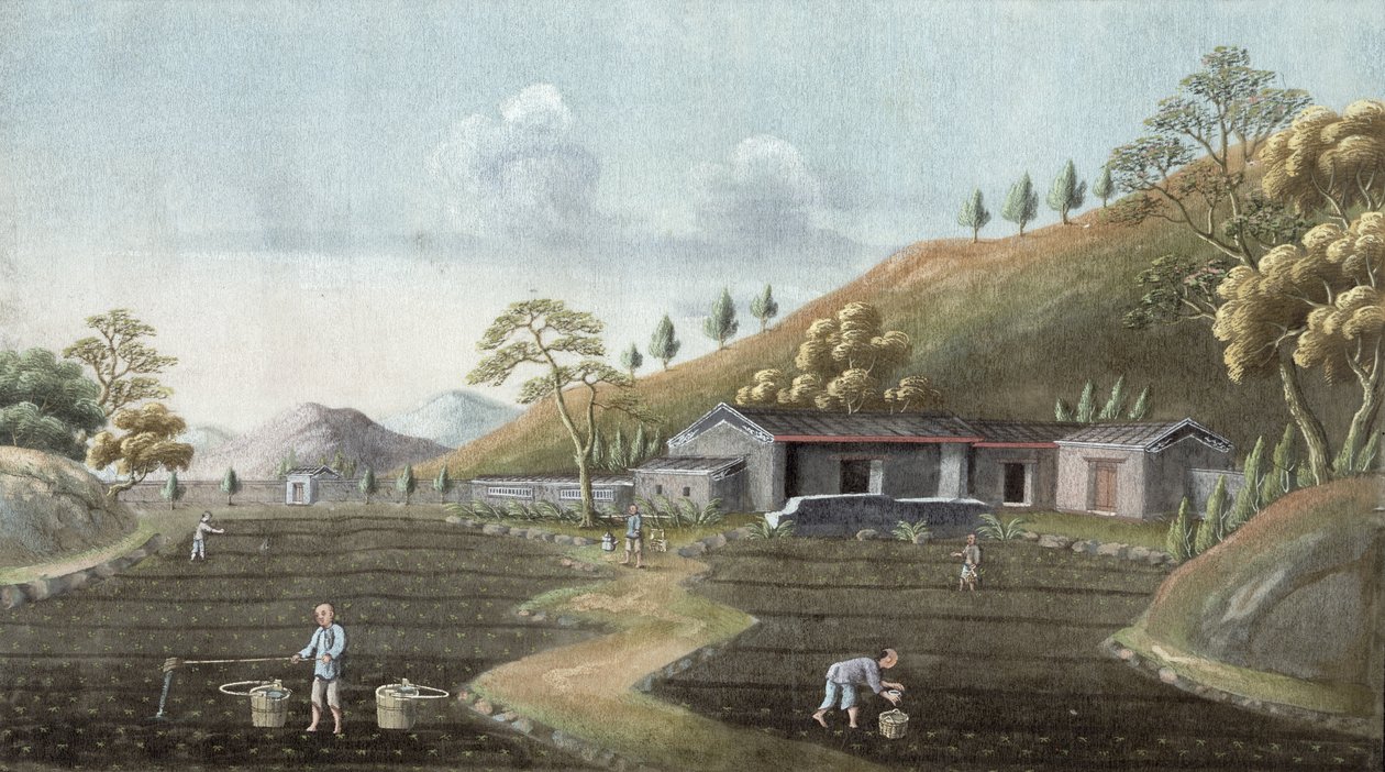 茶叶种植（纸上卫生） 作者 中文学校