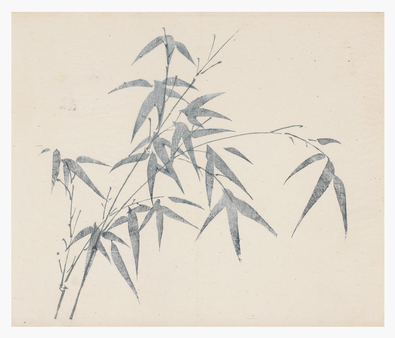 十八世纪的十竹系列 作者 中文学校