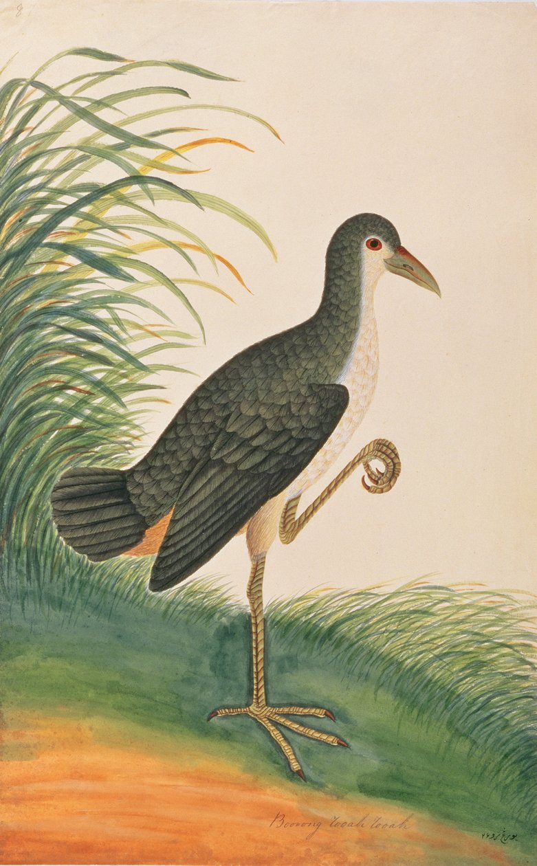 白胸水，来自马六甲的鸟类画，c.1805-18（纸上写着） 作者 中文学校