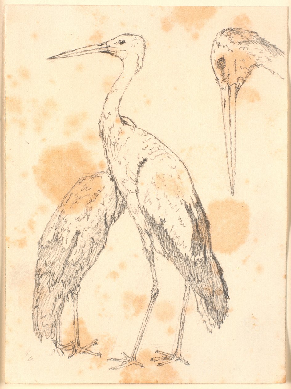 白鹳 作者 克里斯汀·科布（ChristenKøbke）