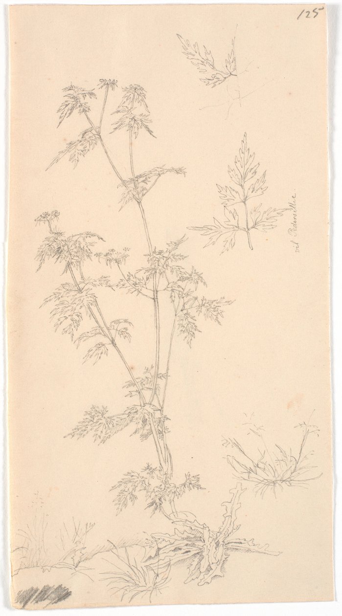 "威尔-佩德西利 作者 克里斯汀·科布（ChristenKøbke）