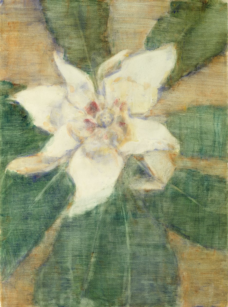 Magnolia Grandiflora（画布上的蛋彩画） 作者 克里斯蒂安·罗夫斯