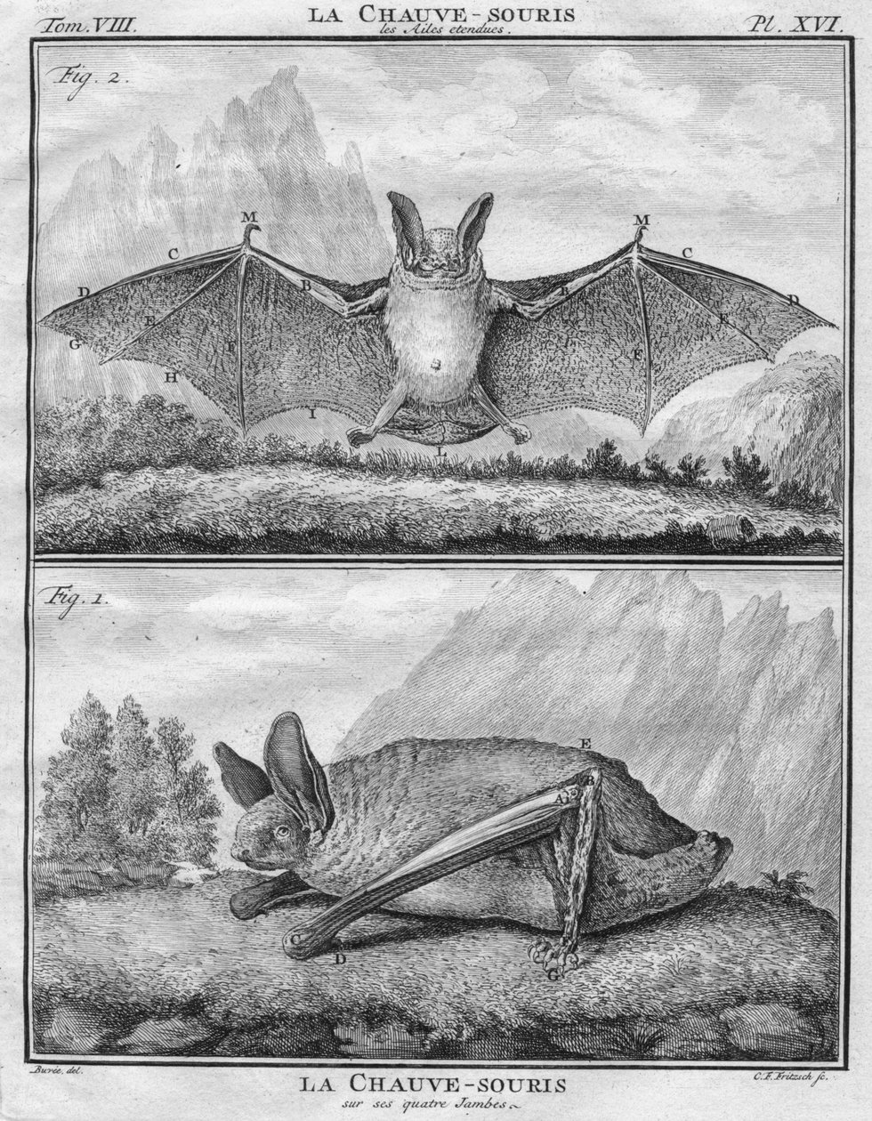 La Chauve-Souris les Ailes听见了＆La Chauve-Souris sur ses quatre Jambes，摄于1763年。 作者 克里斯蒂安·弗里德里希·弗里茨奇