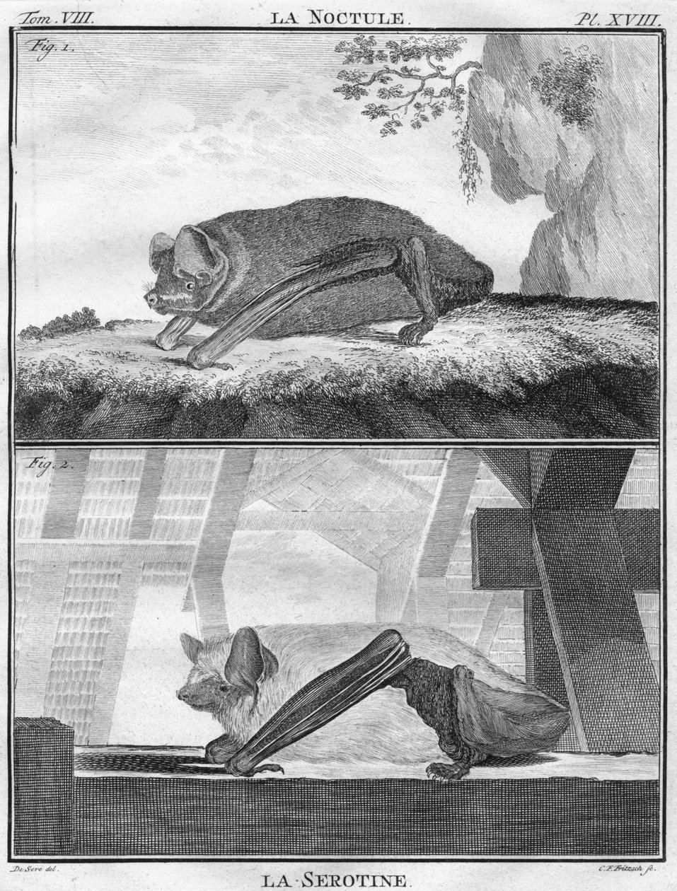 La Noctule和La Serotine，c1763。 作者 克里斯蒂安·弗里德里希·弗里茨奇