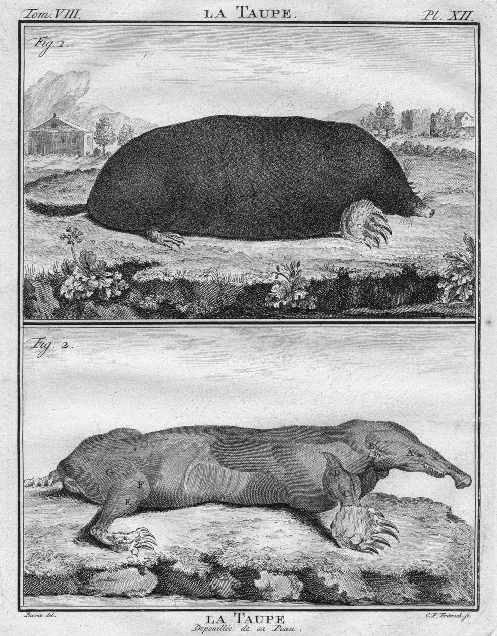 La Mole＆La MauDepoiuilléede son Peau，约c1763。 作者 克里斯蒂安·弗里德里希·弗里茨奇