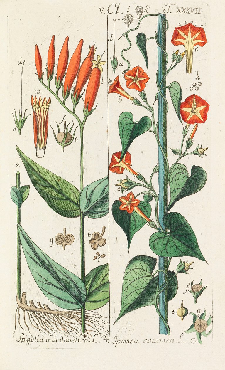 植物学手册》，1808年。 作者 克里斯蒂安·施库尔