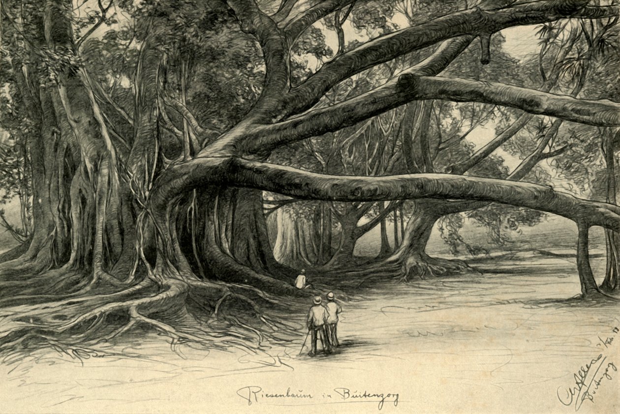 爪哇Buitenzorg的巨树，1898年。   作者 克里斯蒂安·威廉·艾尔斯
