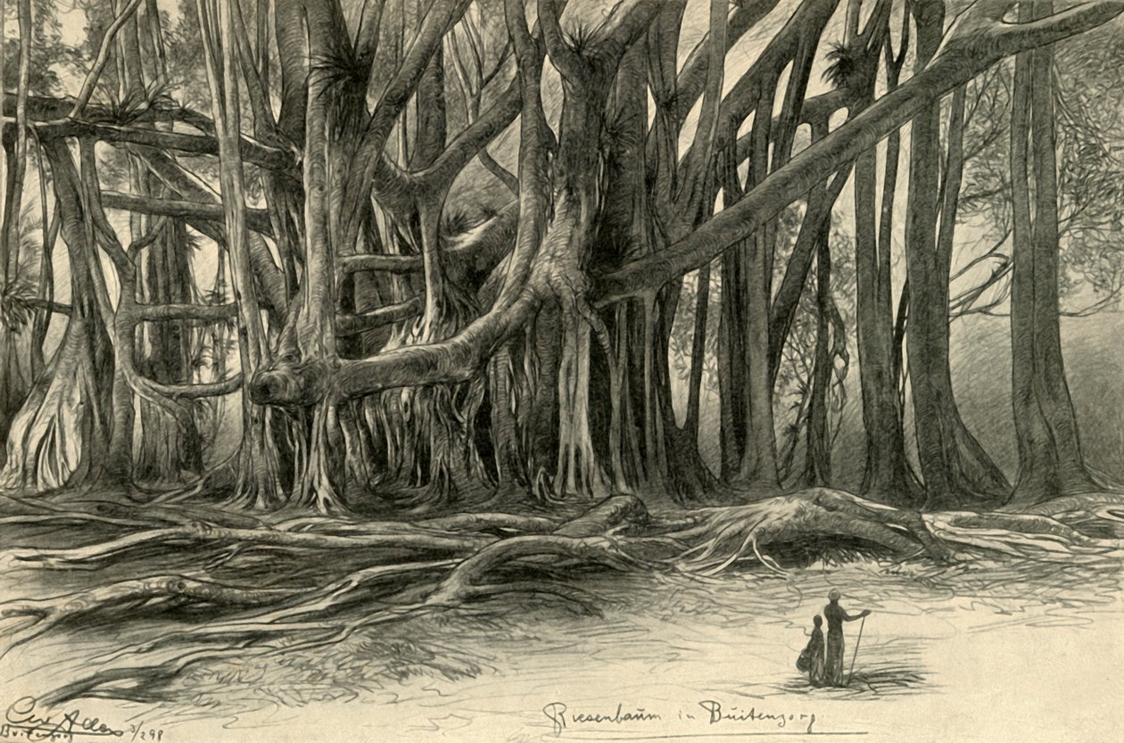 爪哇Buitenzorg的巨树，1898年。   作者 克里斯蒂安·威廉·艾尔斯