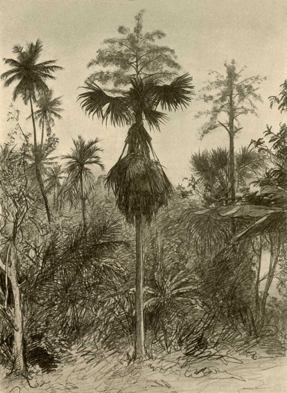 开花后的Talipot棕榈树，锡兰，1898年。 作者 克里斯蒂安·威廉·艾尔斯