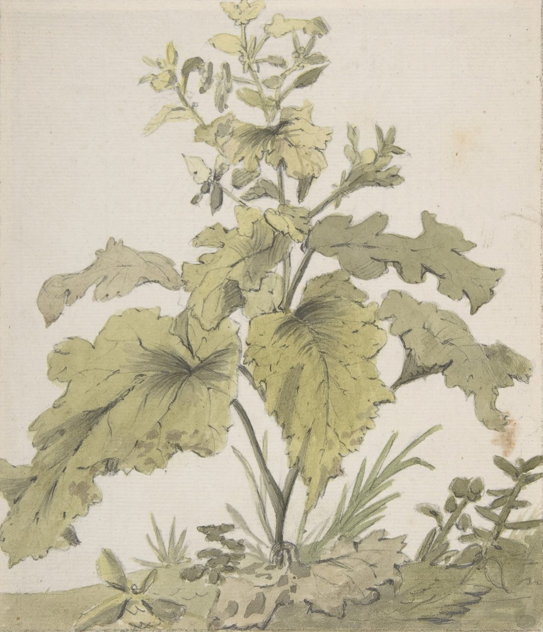 对一种植物的研究，1712-74。 作者 克里斯蒂安·威廉·欧内斯特·迪特里希