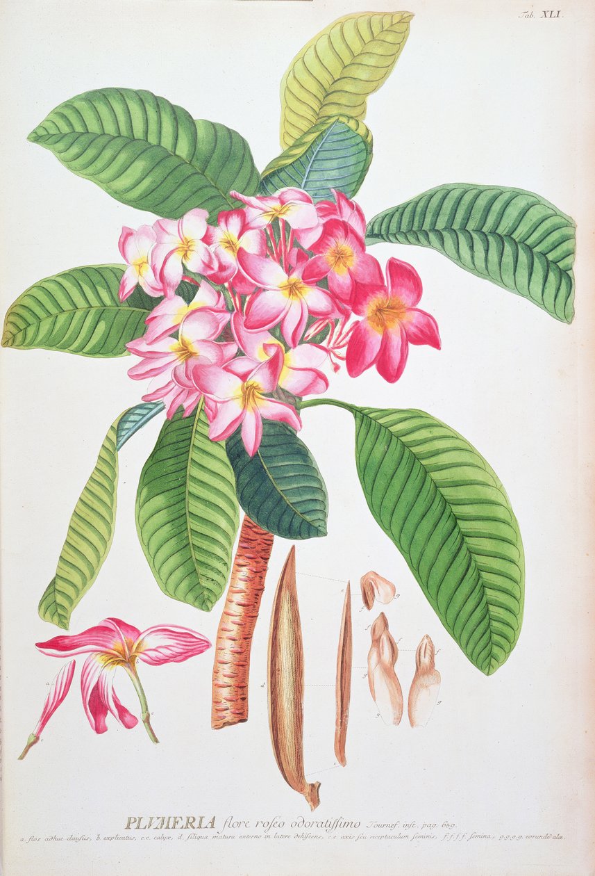 梅花：摘自 Christoph Jacob Trew 和 Georg Dionysius Ehret（1710-70 年）的《植物选集》；Frangipanier； 作者 克里斯托夫·雅各布和埃赫特·格奥尔格·狄奥尼修斯 (1708/9 70) 特鲁