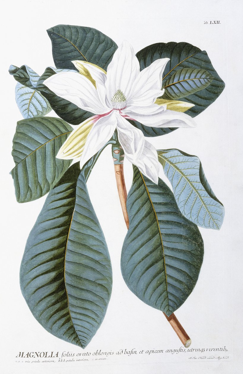玉兰（1750-1773） 作者 克里斯托夫·雅各布·特鲁