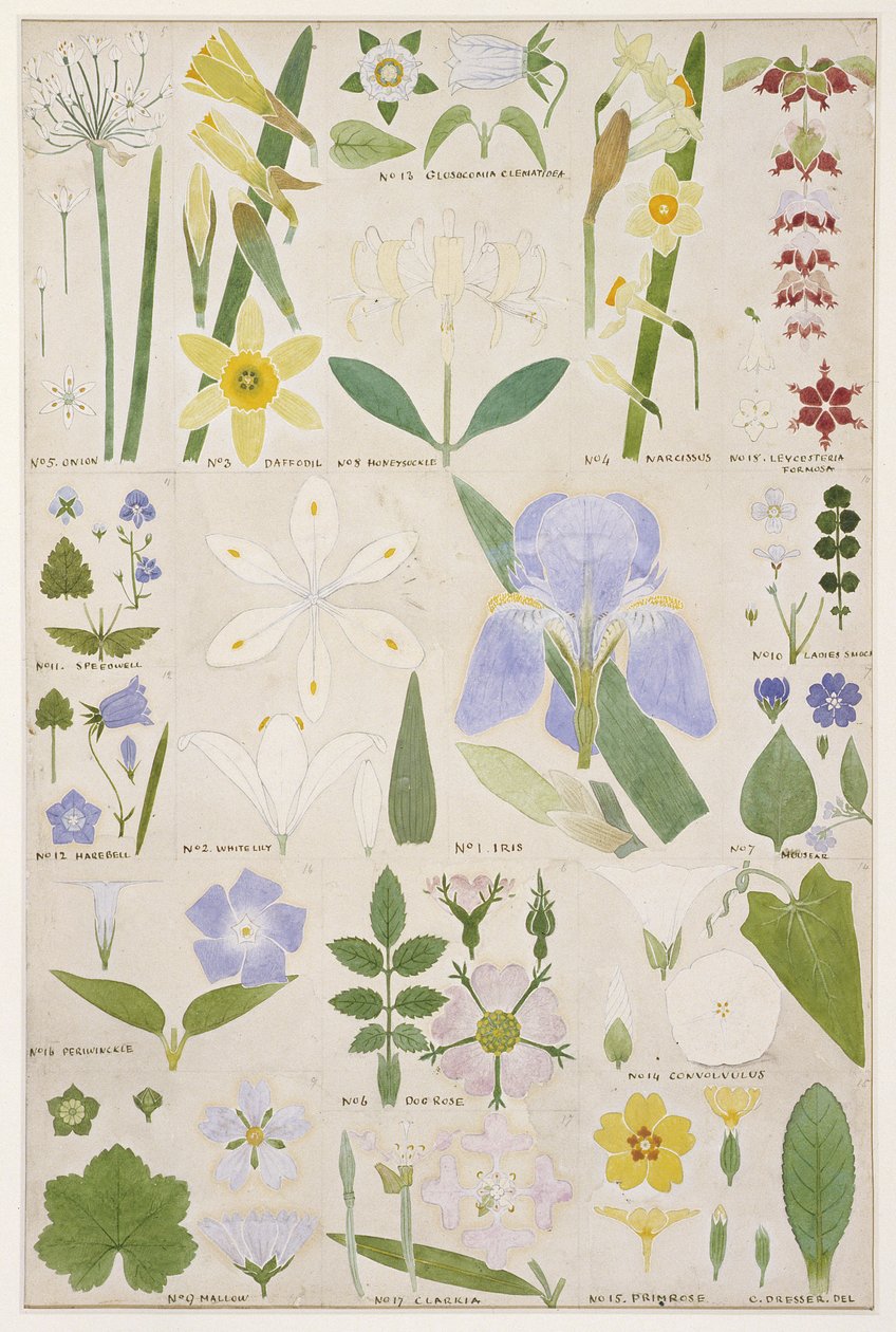 植物插图，原作来自Owen Jones&39;s（1809-74）`The Grammar of Ornament`，1856（pencil，wc） 作者 克里斯托弗·德莱赛
