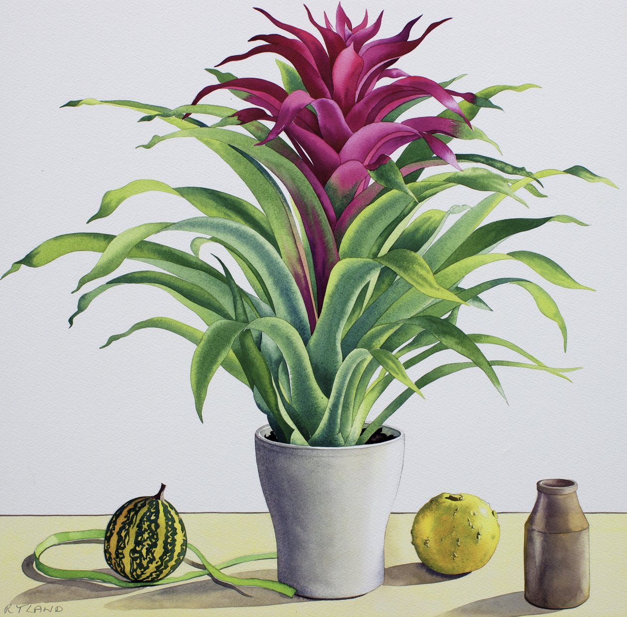 Bromeliad静物（纸上水彩） 作者 克里斯托弗·莱兰