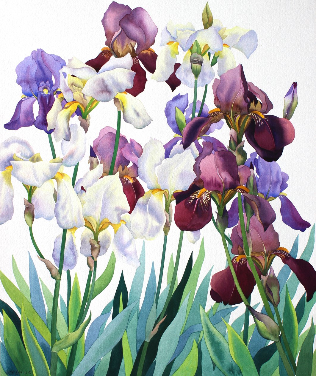 白色和紫色的鸢尾花 作者 克里斯托弗·莱兰