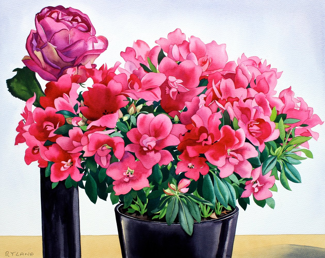 Azalea Rose 作者 克里斯托弗·莱兰