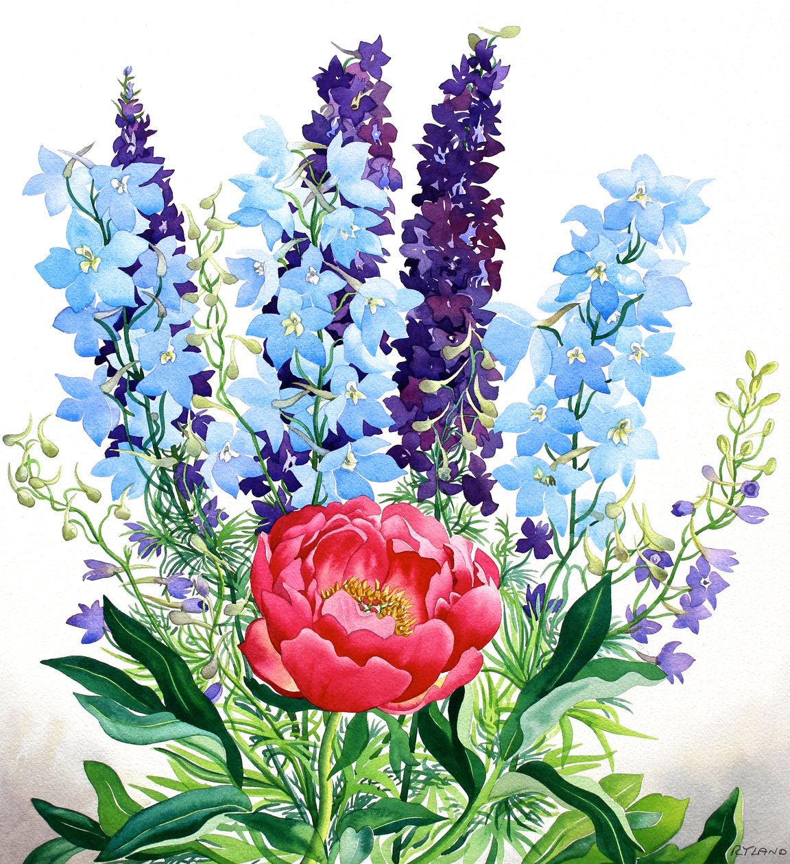 蓝色飞燕草 作者 克里斯托弗·莱兰