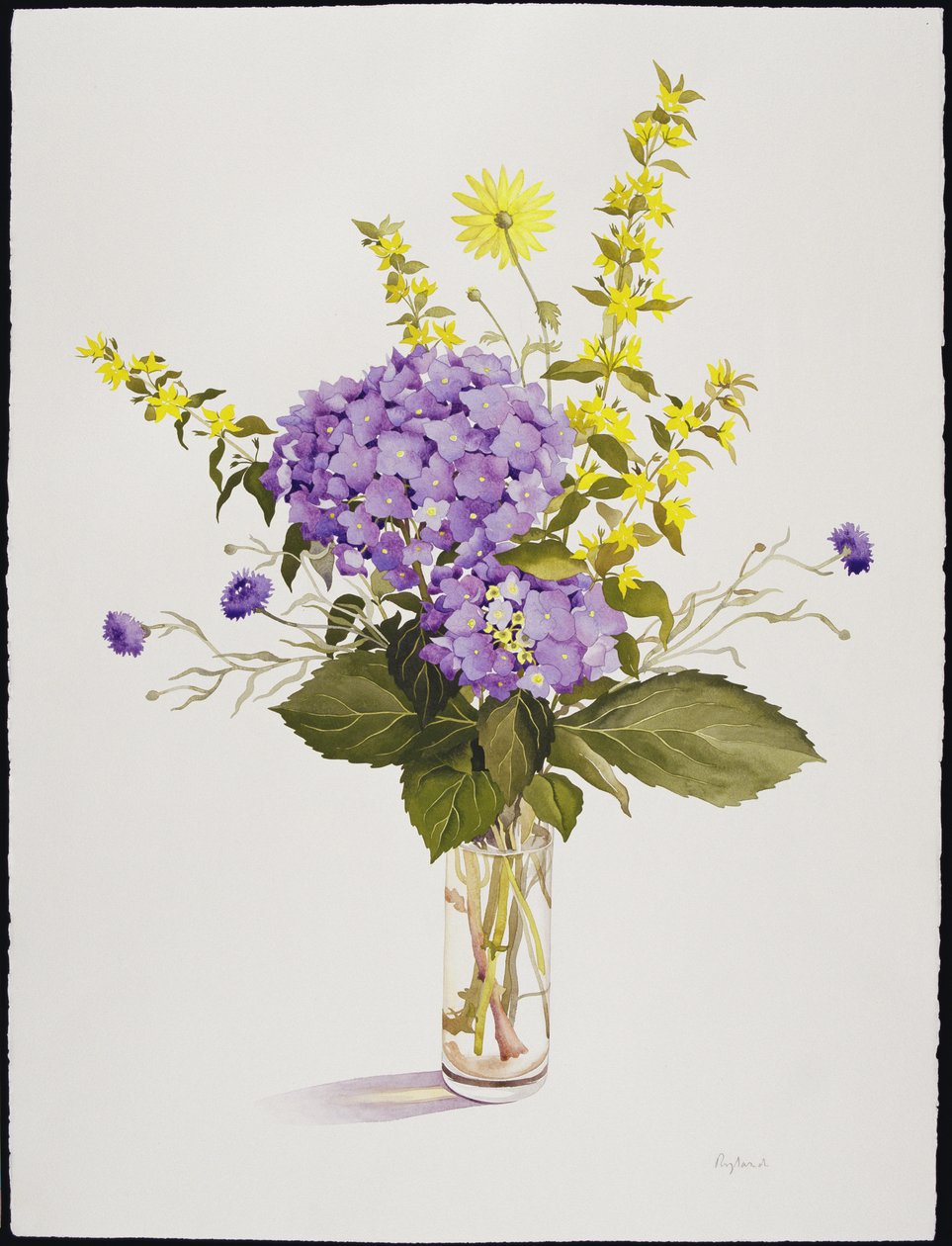 蓝色绣球花与黄色珍珠菜（wc） 作者 克里斯托弗·莱兰