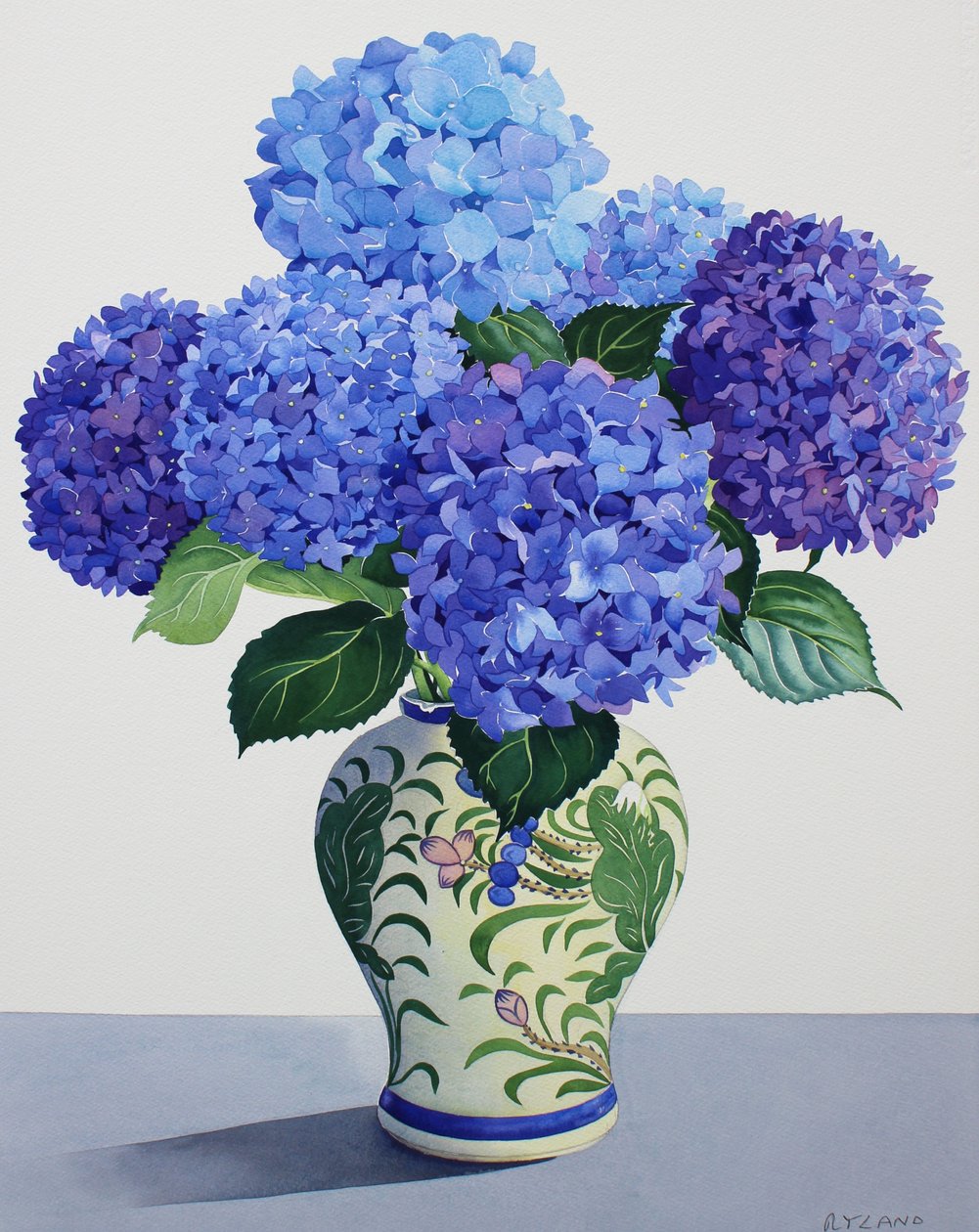 Blue Hydrangeas (watercolour on paper) 作者 克里斯托弗·莱兰