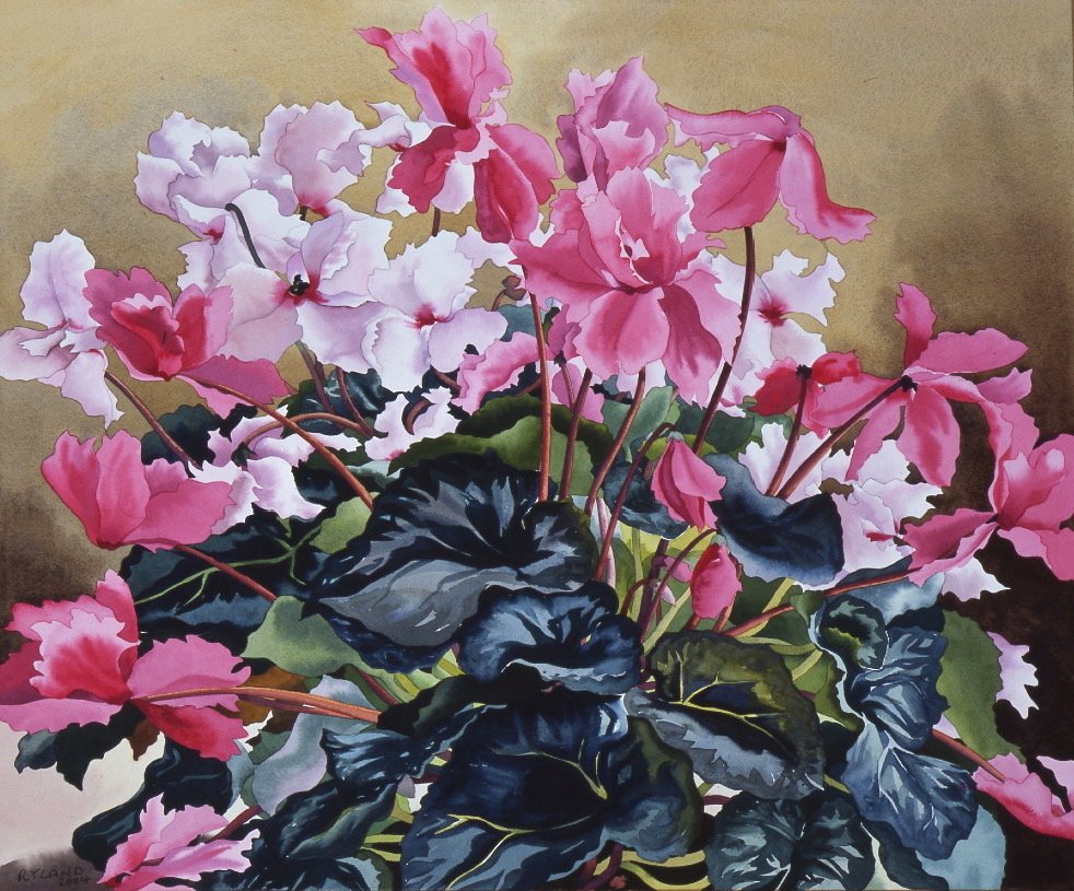 仙客来，2004（纸上水彩）。 作者 克里斯托弗·莱兰