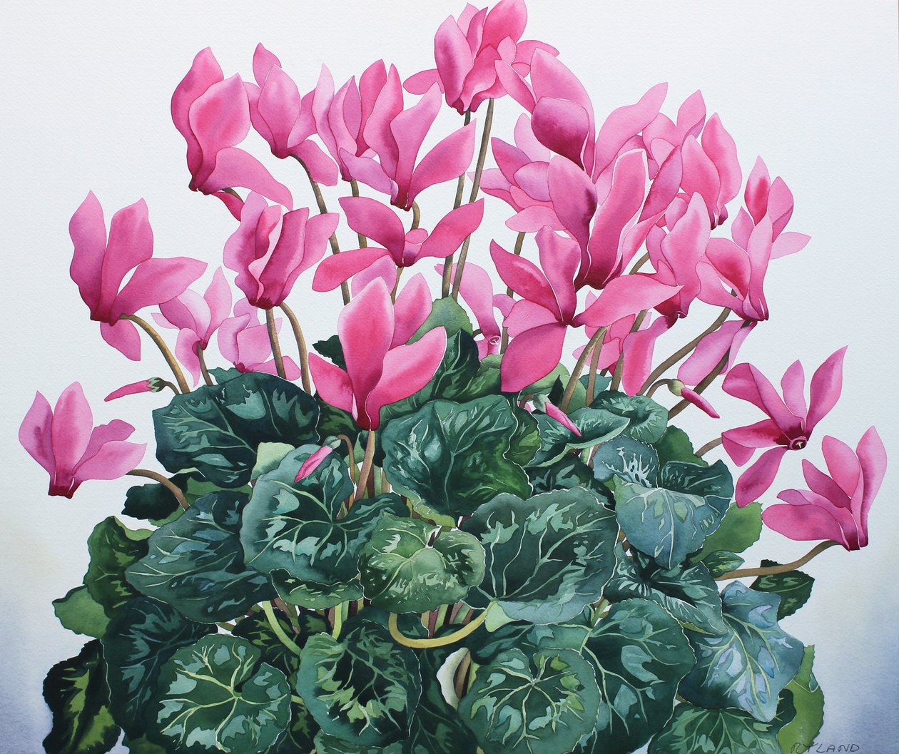 Cyclamen Portrait 作者 克里斯托弗·莱兰